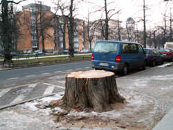 baumfaellen