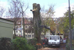 baumfaellen3